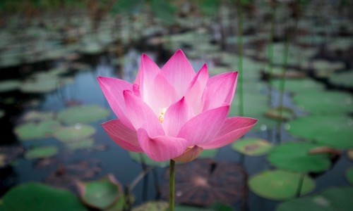 婴儿棉衣裁剪图样和做法-婴儿棉衣棉裤做法图纸网-分享婴儿棉衣裁剪方法尺寸，婴儿小棉衣知识库
